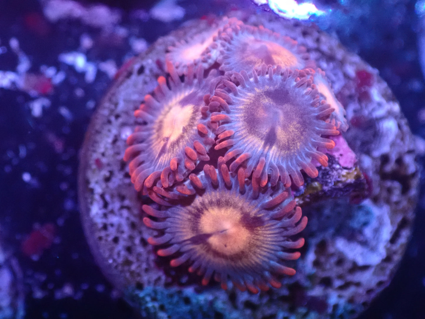 I4 5/20 Assassination Zoas