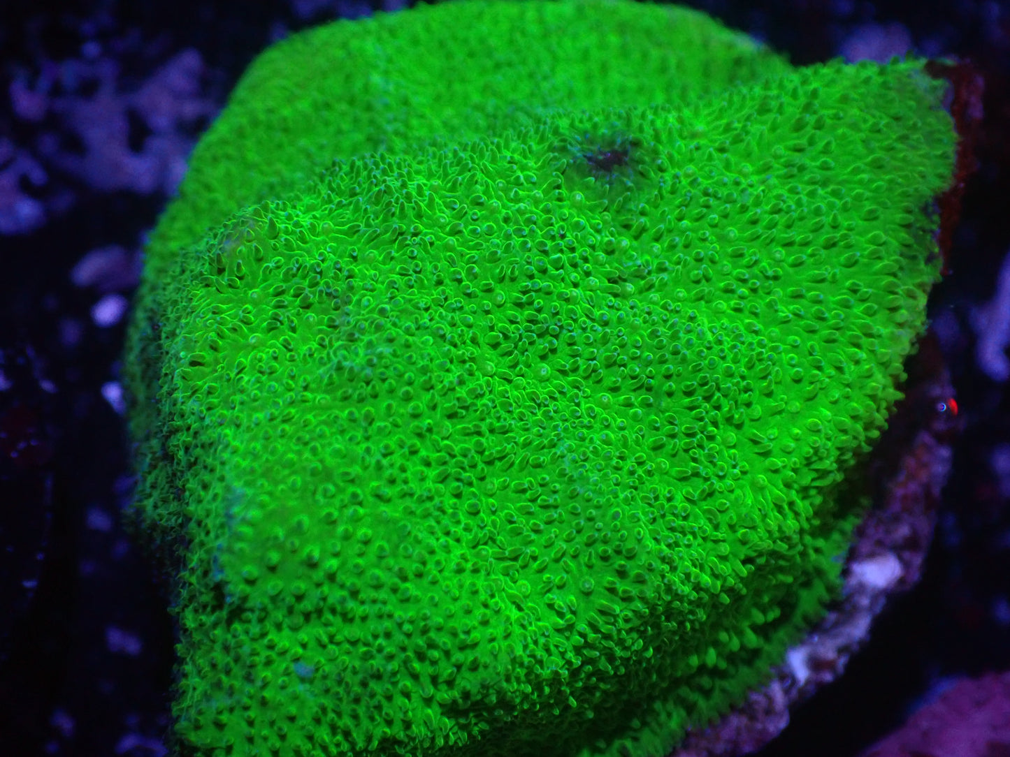 B1 5/20 Green Pavona