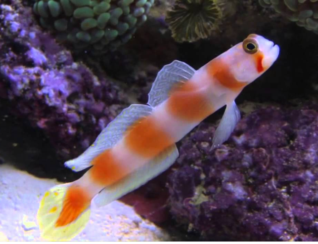 Pinkbar Goby