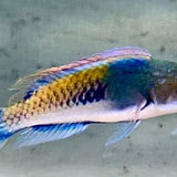 Live 6/4/26 Male Purple Scale Fairy Wrasse