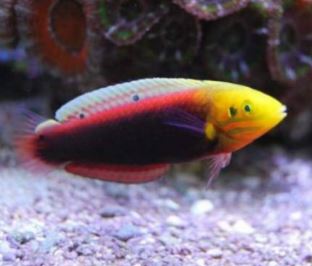 Radiant Wrasse