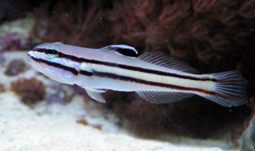 Railway Sleeper Goby
