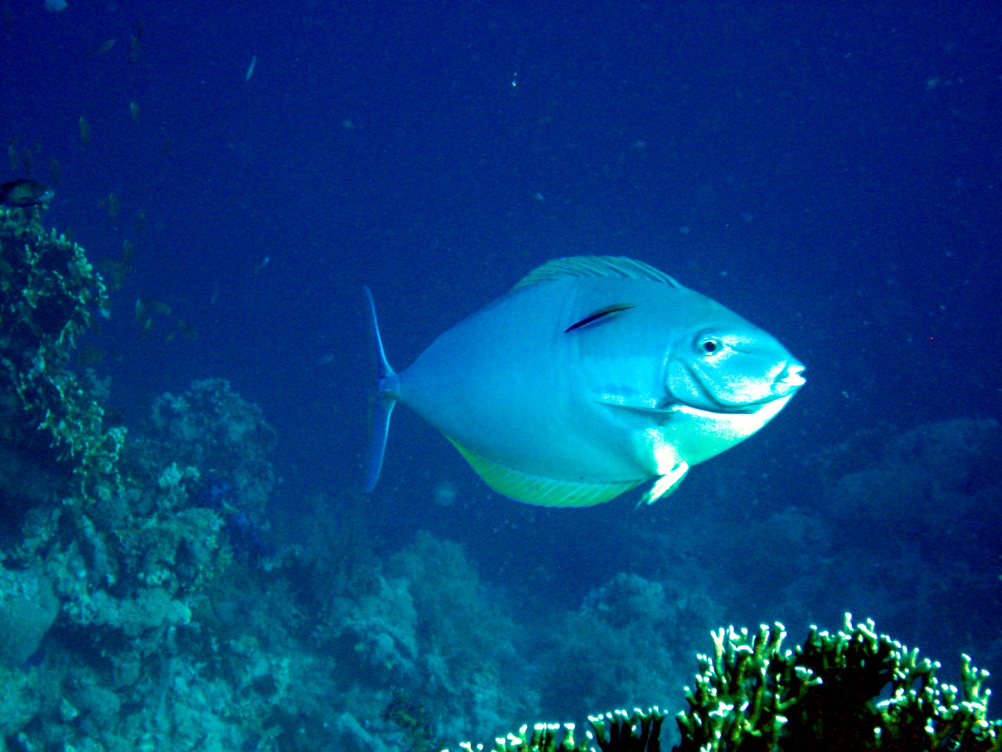 Pale Surgeonfish "Mata" Tang