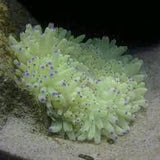Live 6/4/26 Colored Sebae Anemone