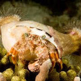 Anemone Hermit Crab