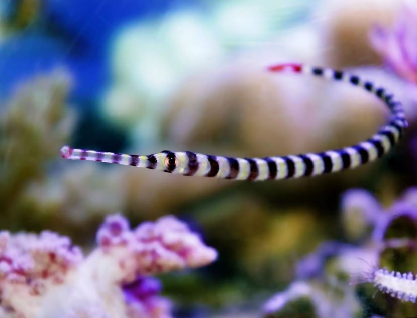 Banded Pipefish