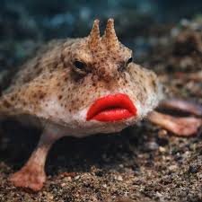 Red Lipped Batfish