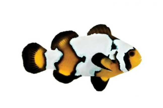 Live 6/4/26 Black Ice Snowflake Clownfish