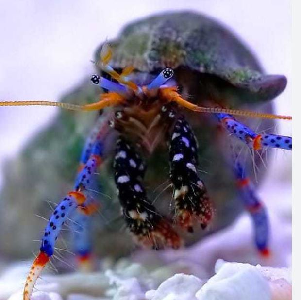 Live 6/4/26 Dwarf Blue Leg Hermit Crab