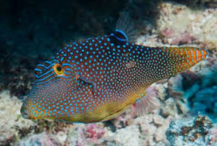 4/30/26 *Blue Spot Toby Puffer