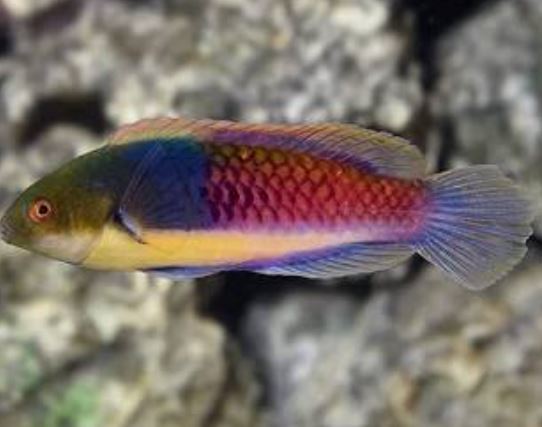 Blueside Fairy Wrasse