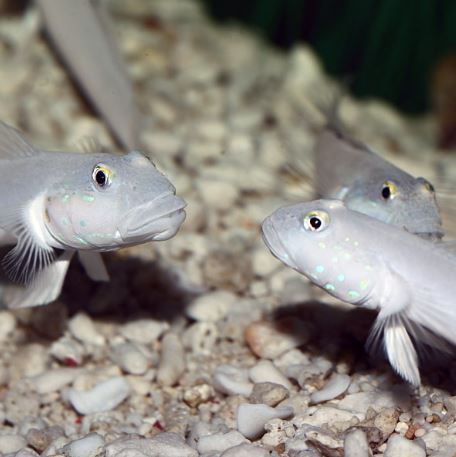 Live 6/11/26 Sleeper Blue Dot Goby
