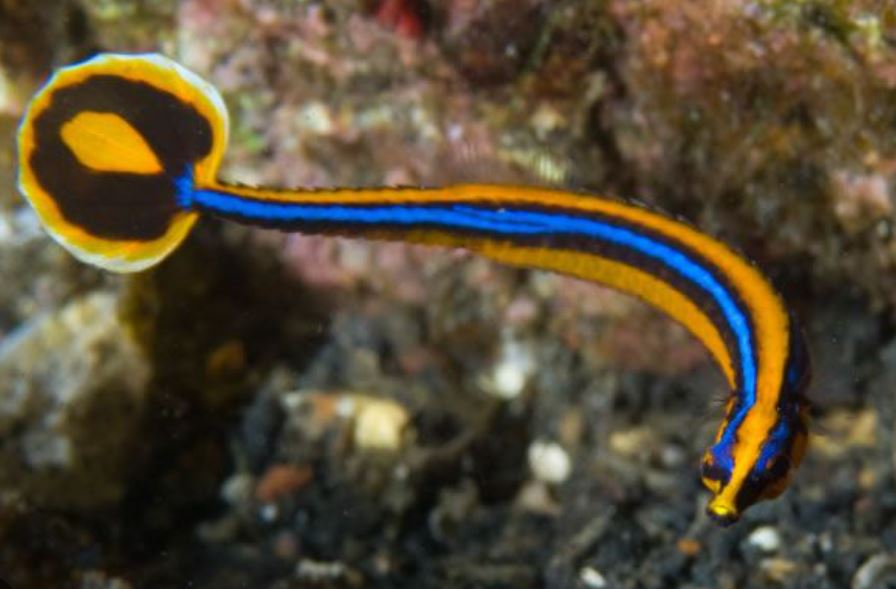 Bluestripe Pipefish