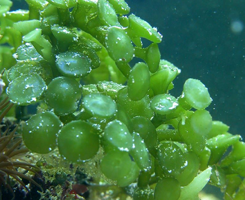 Macroalgae
