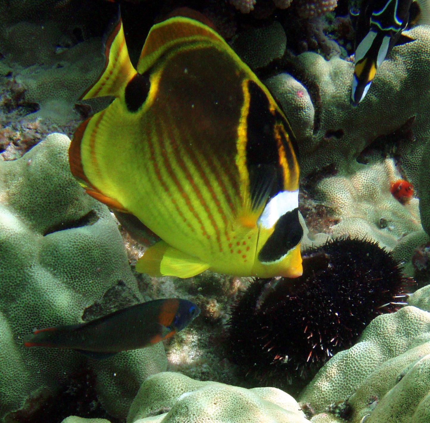 Raccoon Butterfly :: Melanesia