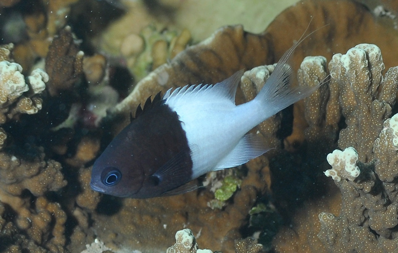 Half & Half Chromis Damsel MAC Certified