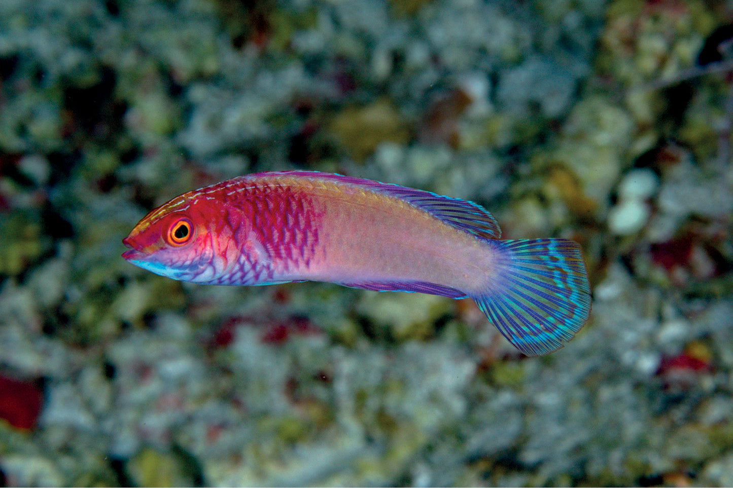 Red Velvet Male Fairy Wrasse