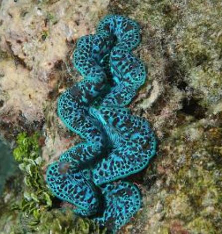 Maxima Ultra Clam *NO DISCOUNT