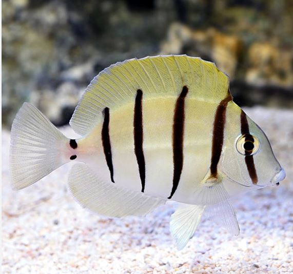 Convict Tang