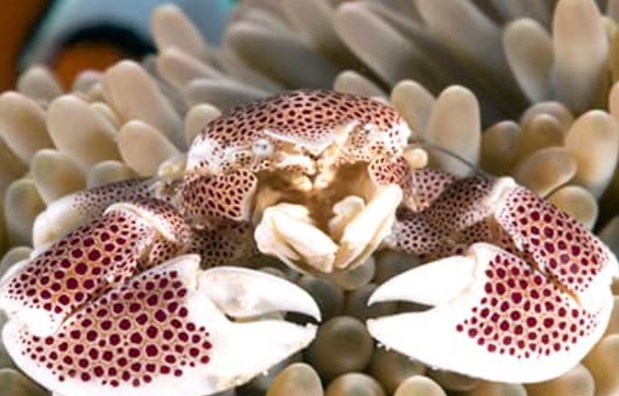 Pair Anemone Crab