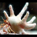 Live 6/4/26 Antler Staghorn Crab