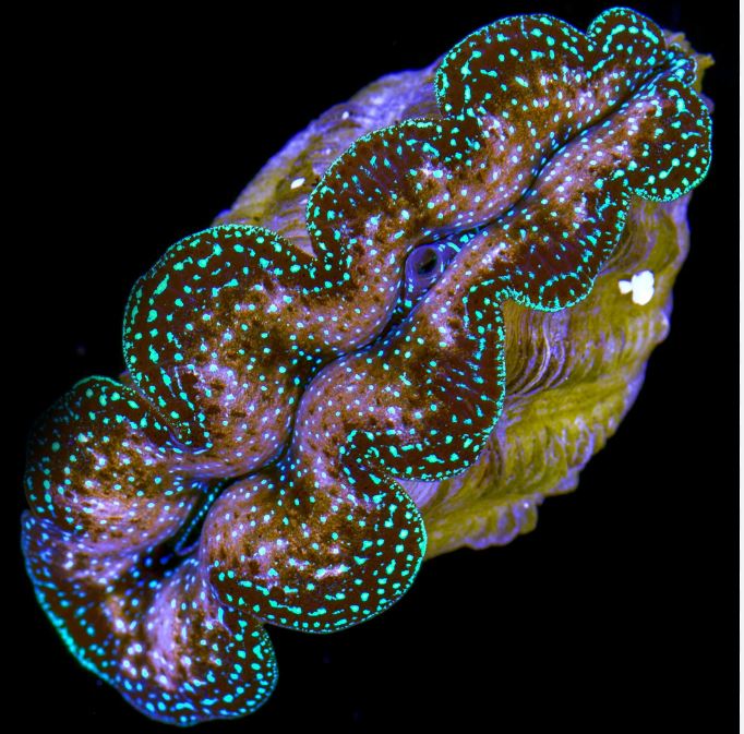 Crocea Ultra Clam