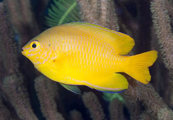 Lemon Damsel