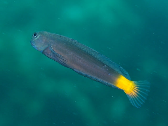 Black Comb-Tooth Blenny