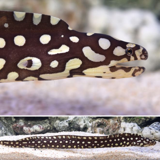 Skeletor Moray Eel