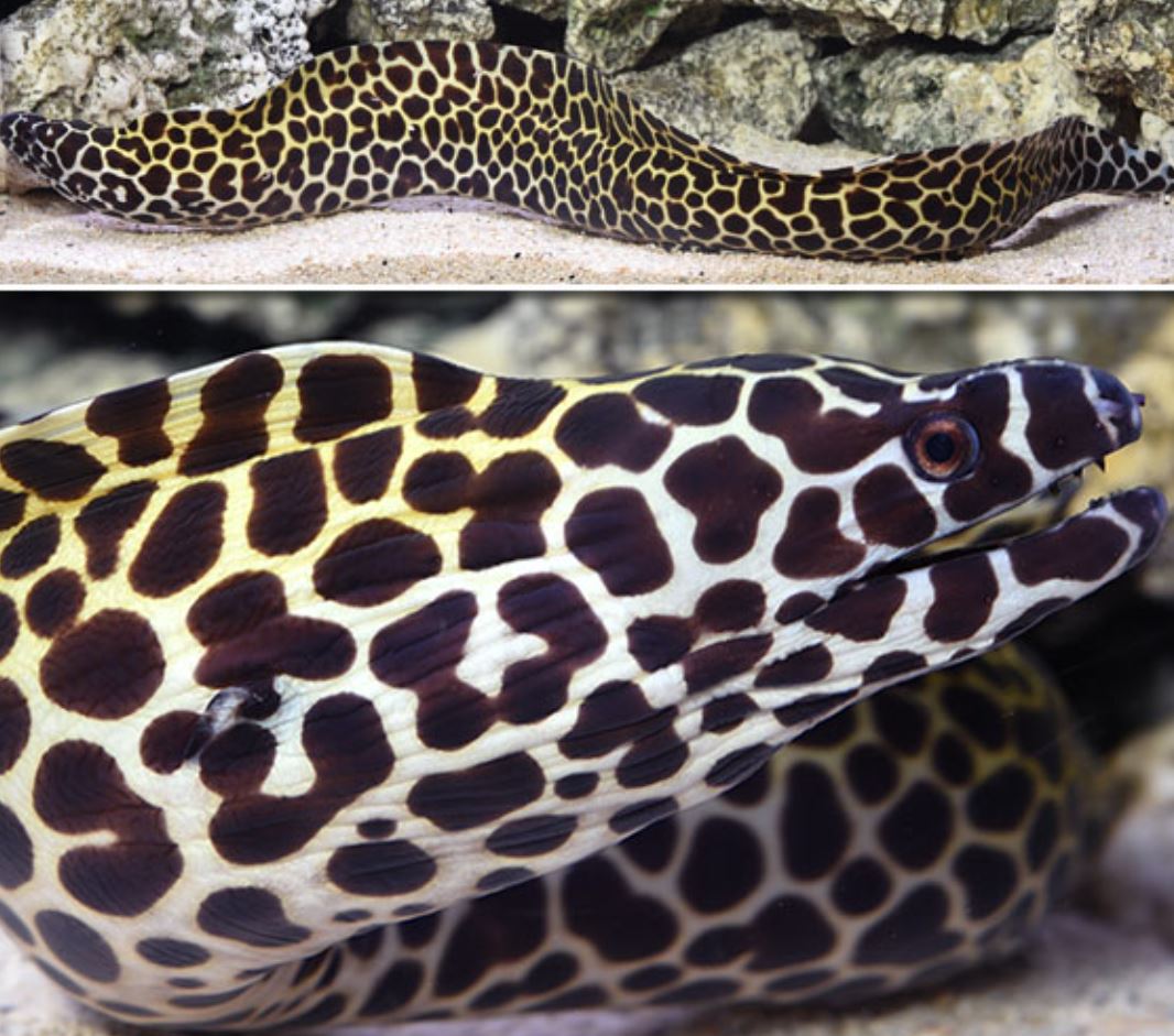 *Tesselata Eel