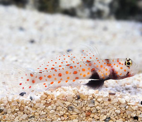 Live 3/26/26 Orange Spot Prawn Goby