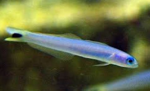 Blue Gudgeon Goby