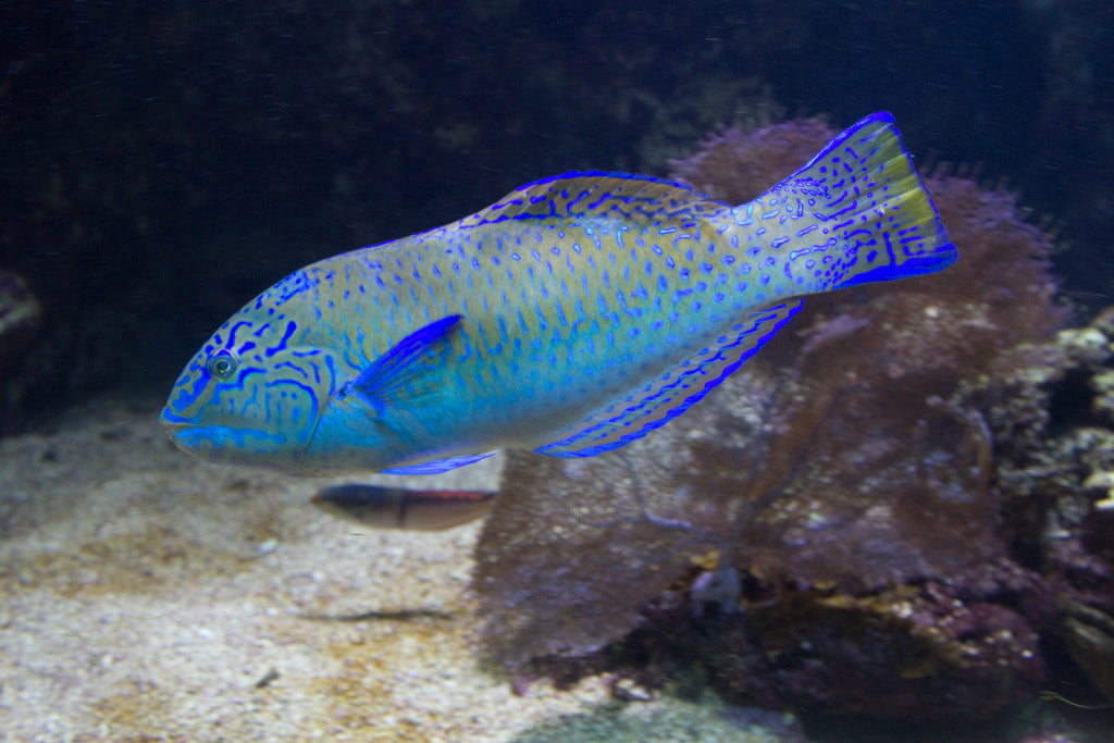 Puddingwife Wrasse