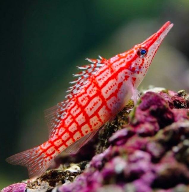 Live 6/4/26 Longnose Hawkfish