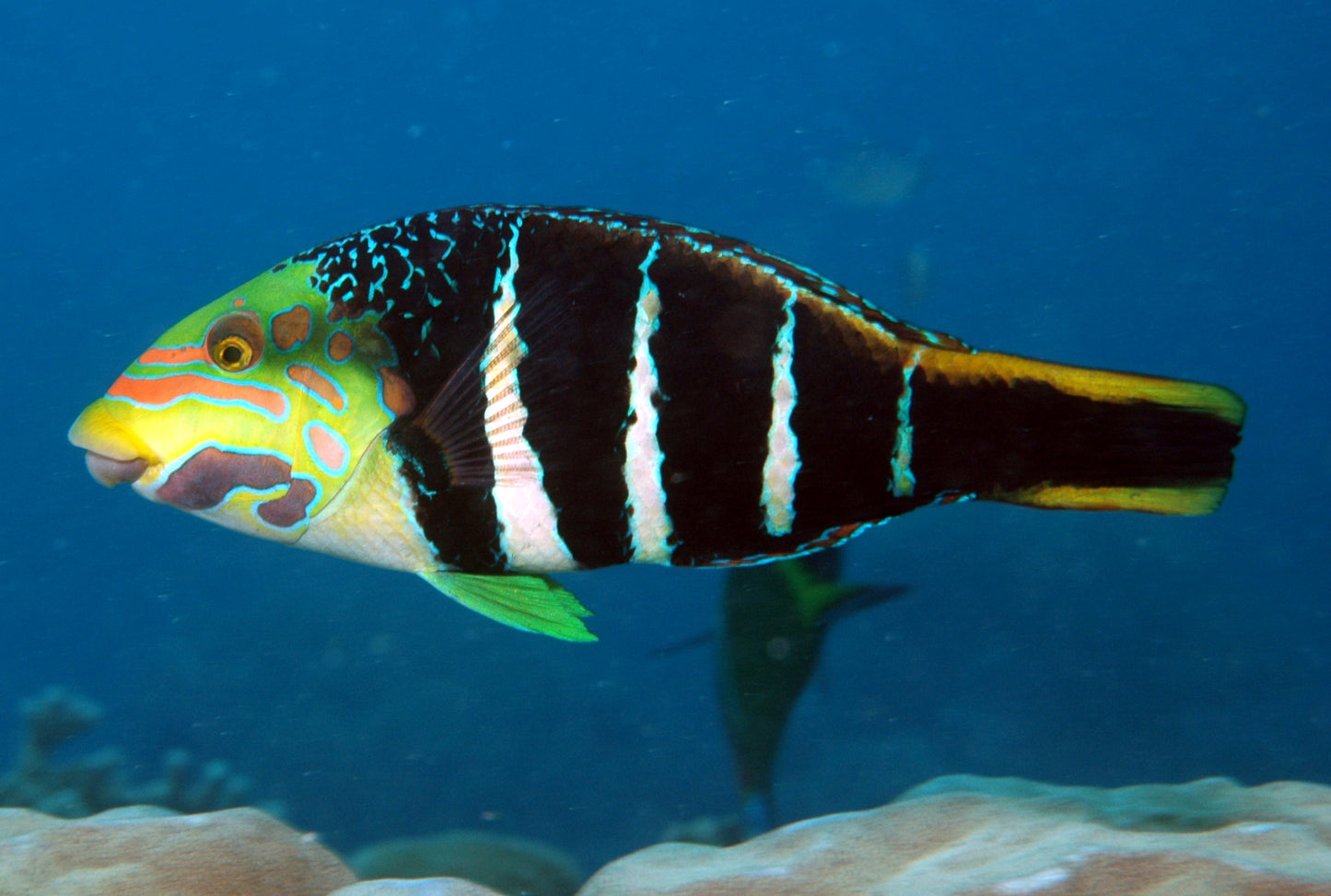 Banded Wrasse