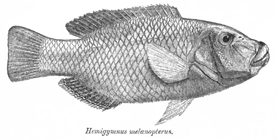 Banner Half & Half Thicklip Wrasse MAC Certified