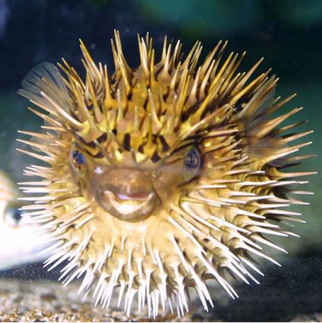 Longspined Porcupine Puffer