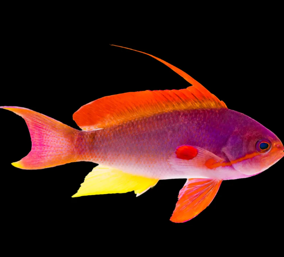 MAC Certified Red Male Lyretail Anthias