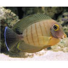 Eiblii Mimic Tang