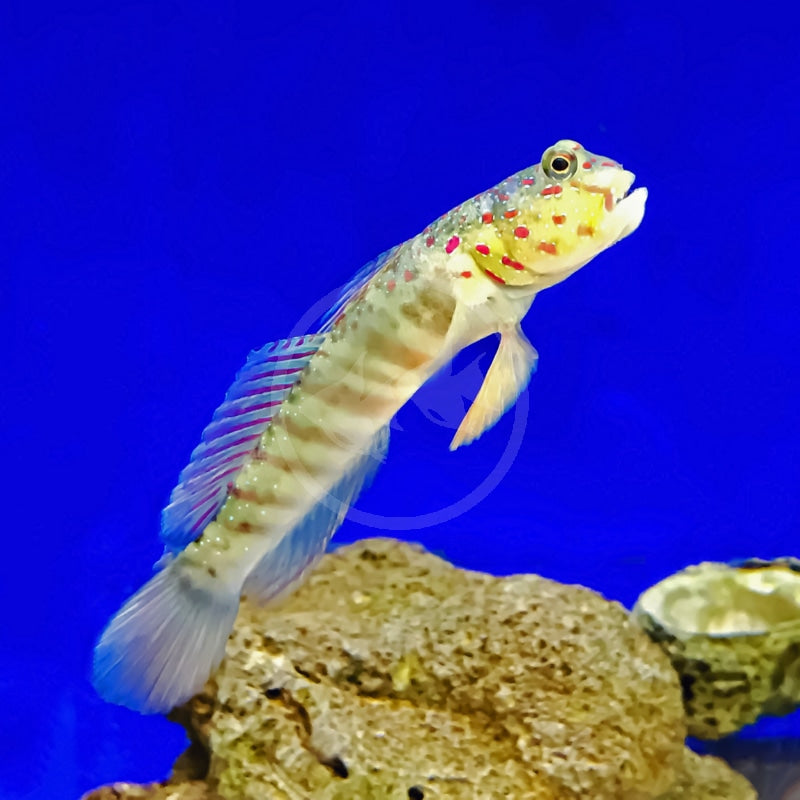 Live 6/11/26 Pink-speckled shrimp Goby