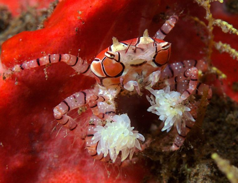 Pom Pom Crab