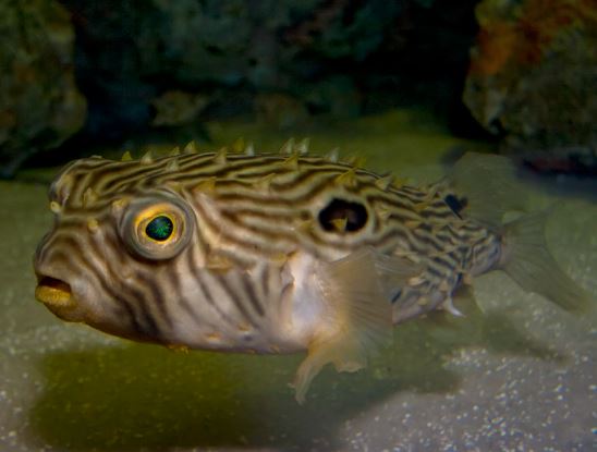 Striped Porcupine Puffer