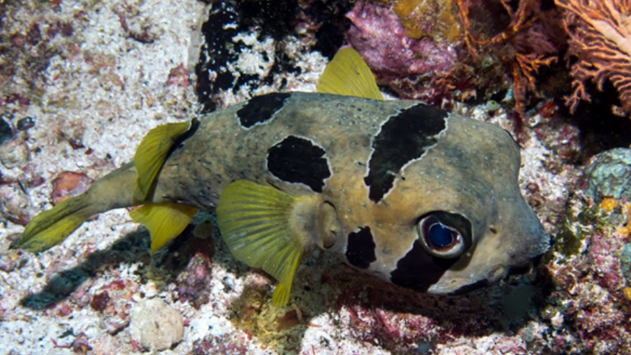 Black Blotched Porcupine Puffer
