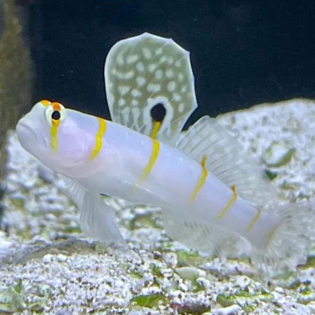 Randall's Goby