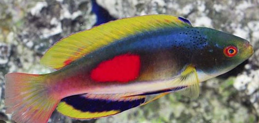 Scott's Greenback Fairy Wrasse