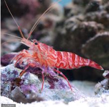 Live 6/4/26 Kuekenthals Shrimp