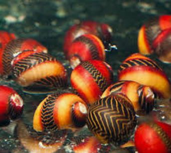 Red Nerite Snail