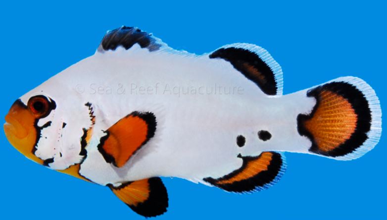 Snowflake Clownfish