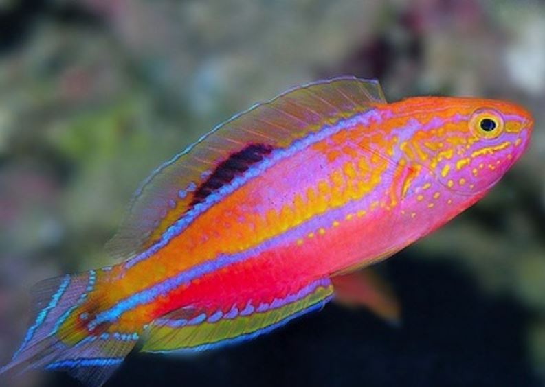 Pintail Male Fairy Wrasse