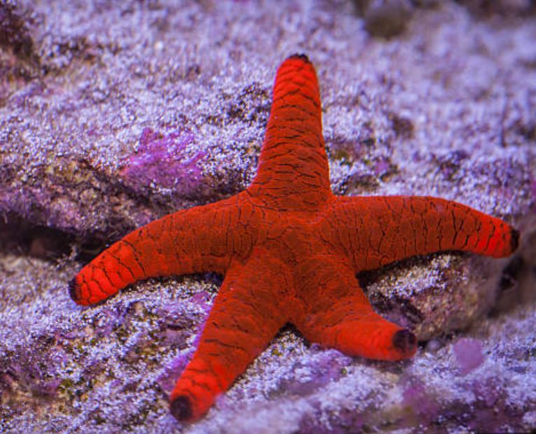 Red Fromia Starfish